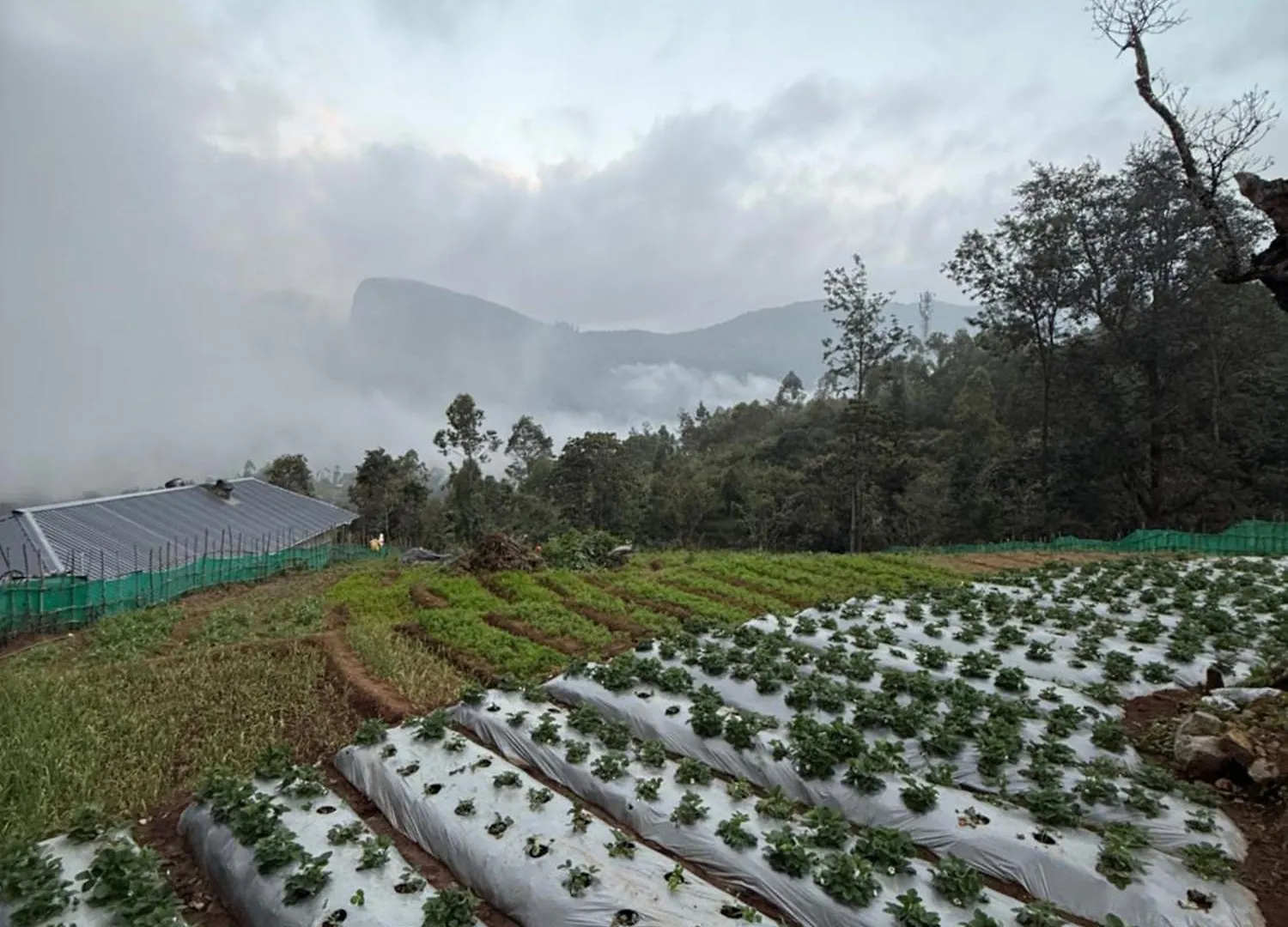 Honey Rock Hotel Kanthalloor